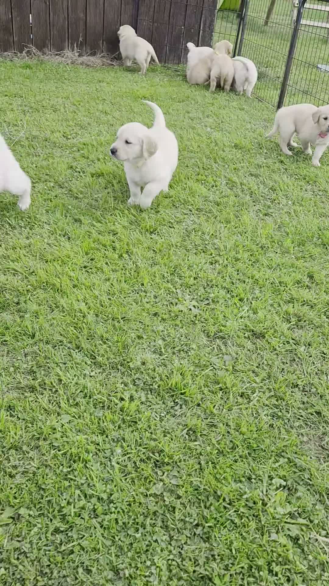 Golden Retriever dogs for sale: KC GOLDEN RETRIEVER PUPPIES  - Video 3
