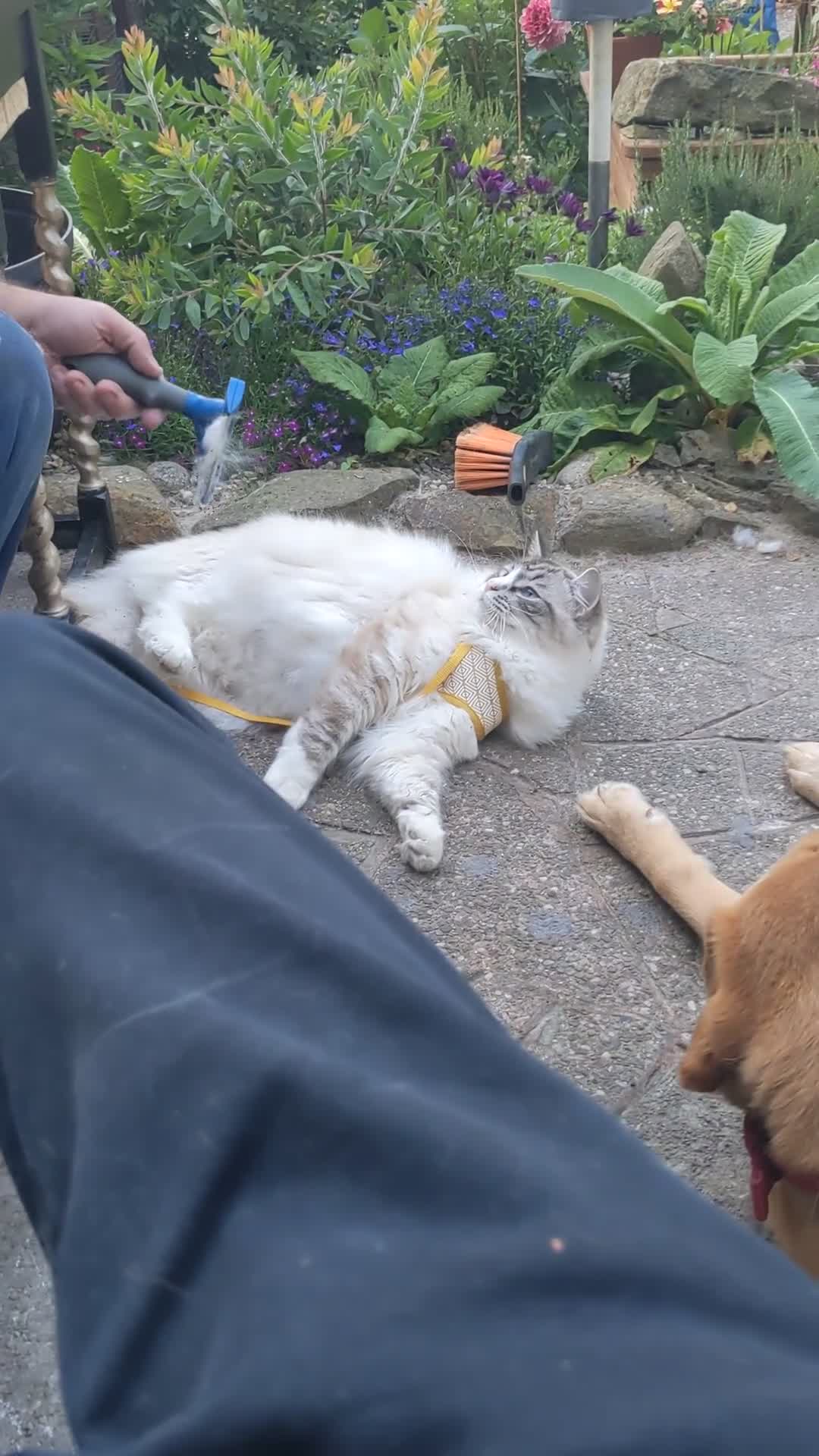 Ragdoll cats for sale: Very loving male ragdoll cat, good with dogs - Video 1