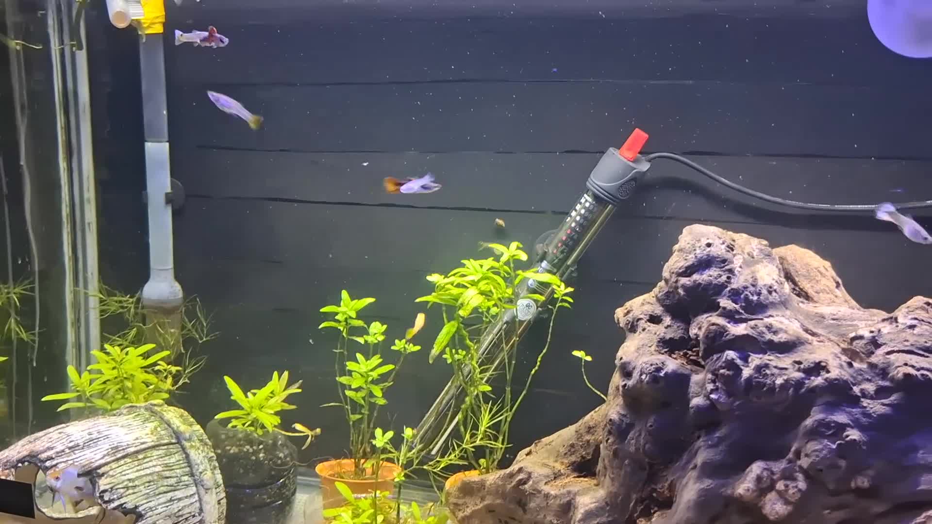 Live Bearers fish for sale: Beautiful Home-Bred Colorful Guppy Fish in Wednesbury - Video 3