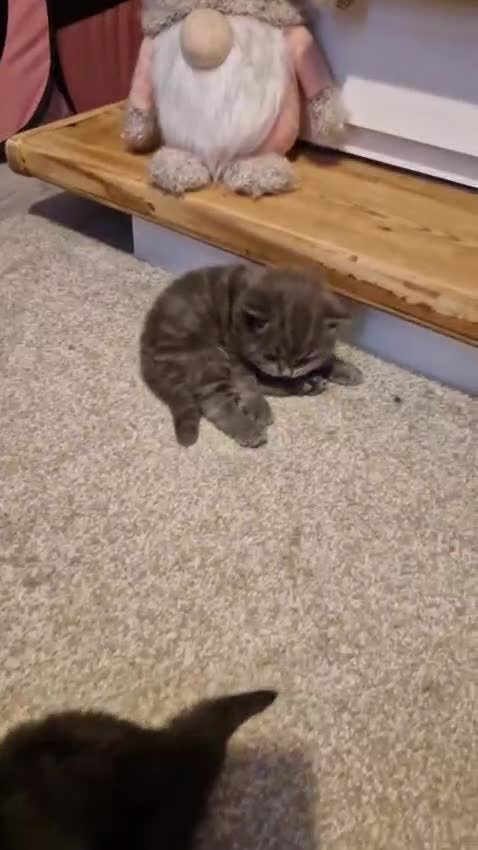 Ragdoll cats for sale: 5 STAR HOMES WANTED FOR RAGDOLL/BRITISH SHORTHAIRS in Newark - Video 1