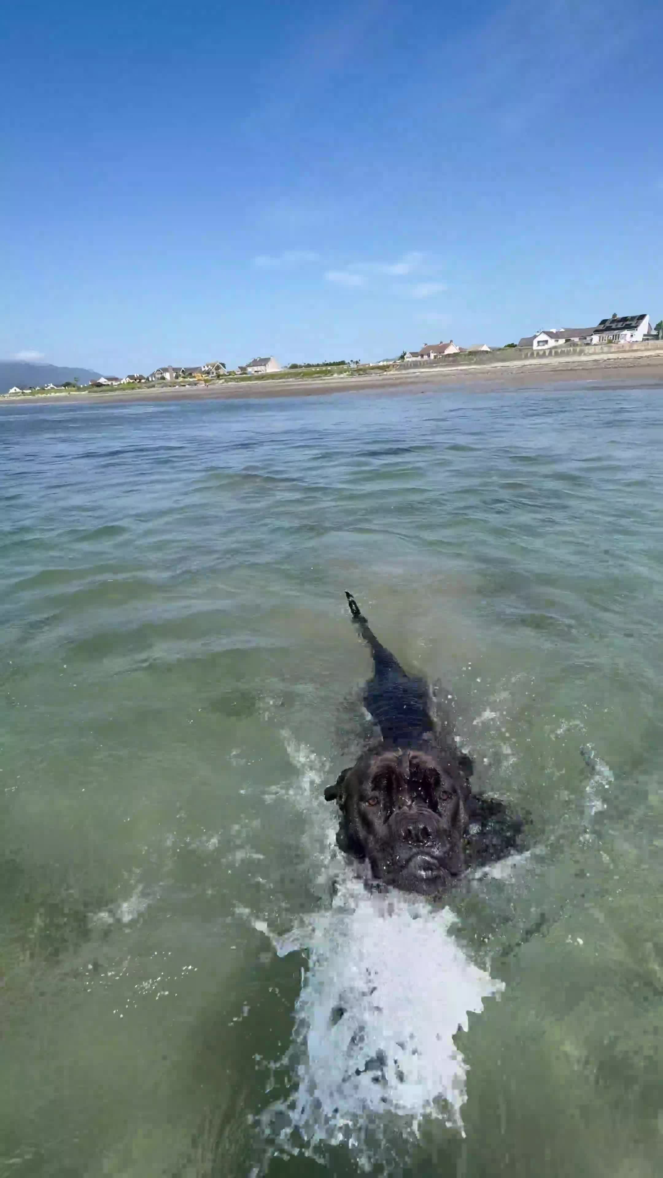 Cane Corso dogs for sale: Cane corso Female  - Video 1