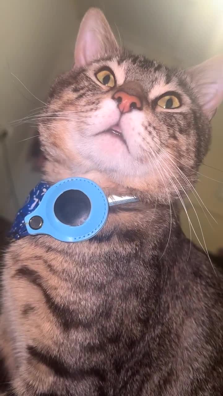 Bengal cats for sale: Male f2 bengal for sale  - Video 1