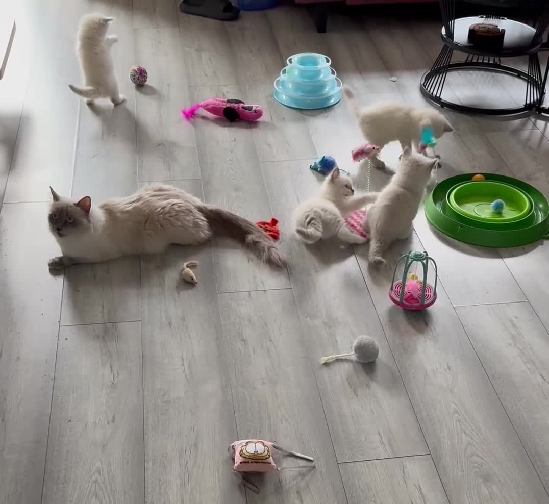 Ragdoll cats for sale: Ragdoll kittens - Video 1