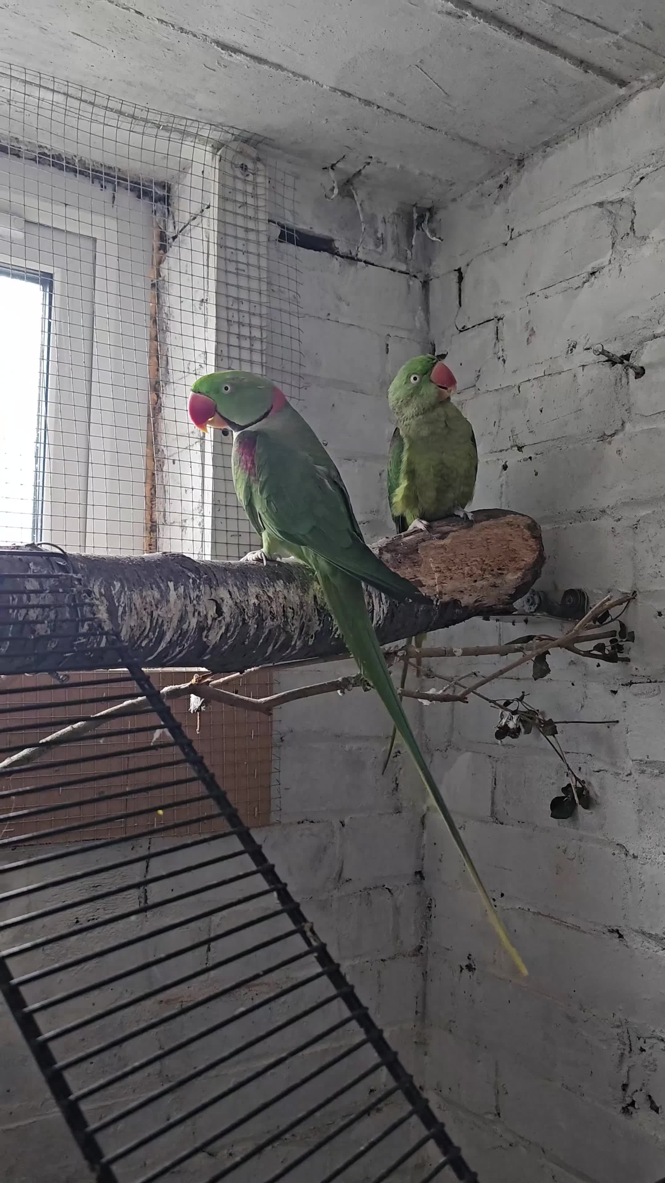 Parrots birds for sale: Alexandrine breeding pair, male baby, Finches pair - Video 2