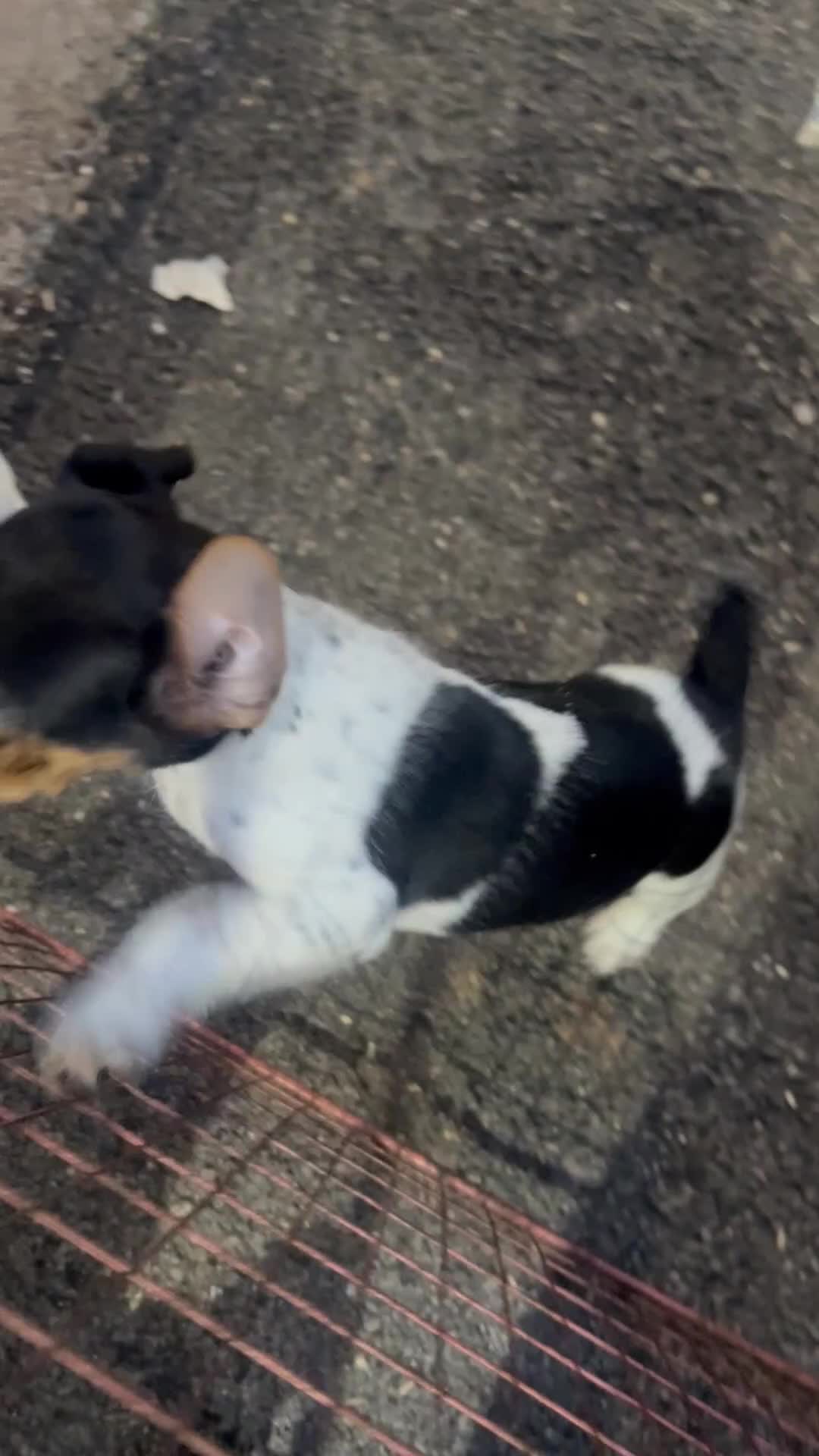 Jack Russell dogs for sale: Docked tail Jack Russel Puppies - Video 1