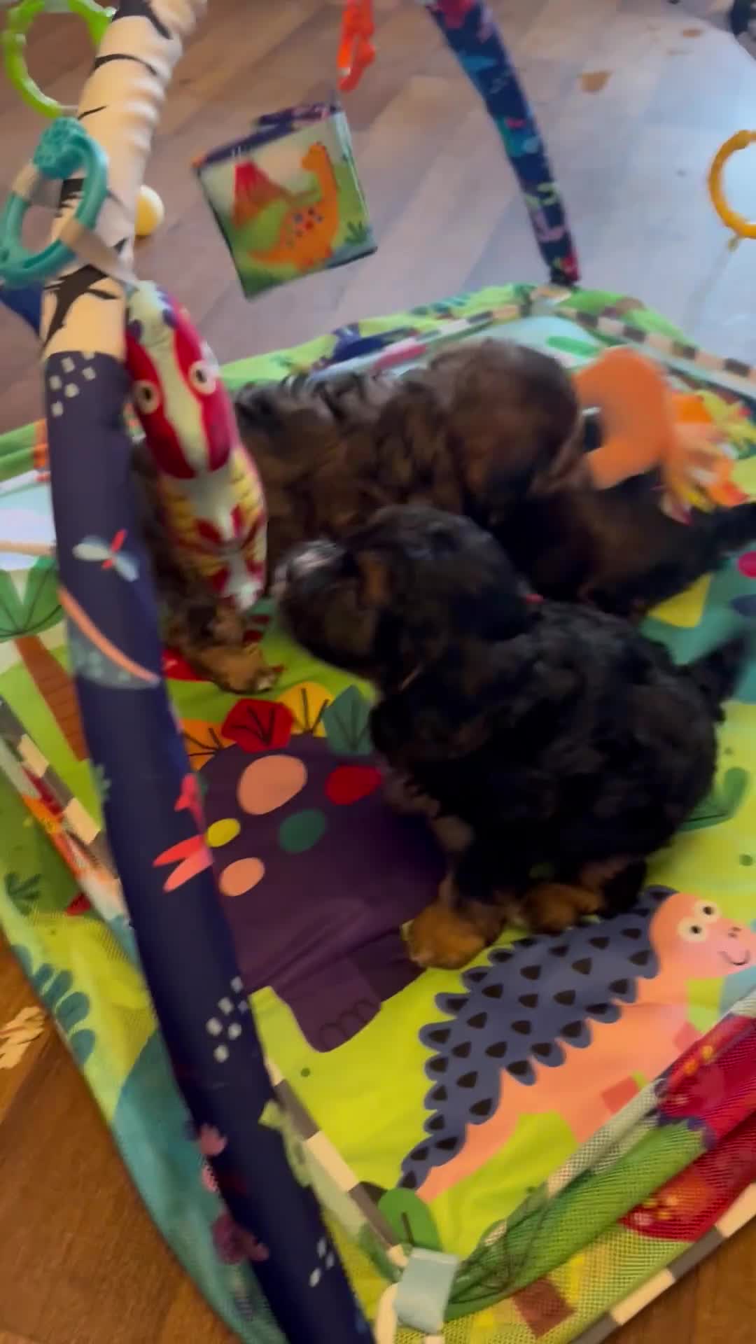 Cavapoo dogs for sale: F1 cavapoo stunning unusual colours  - Video 2