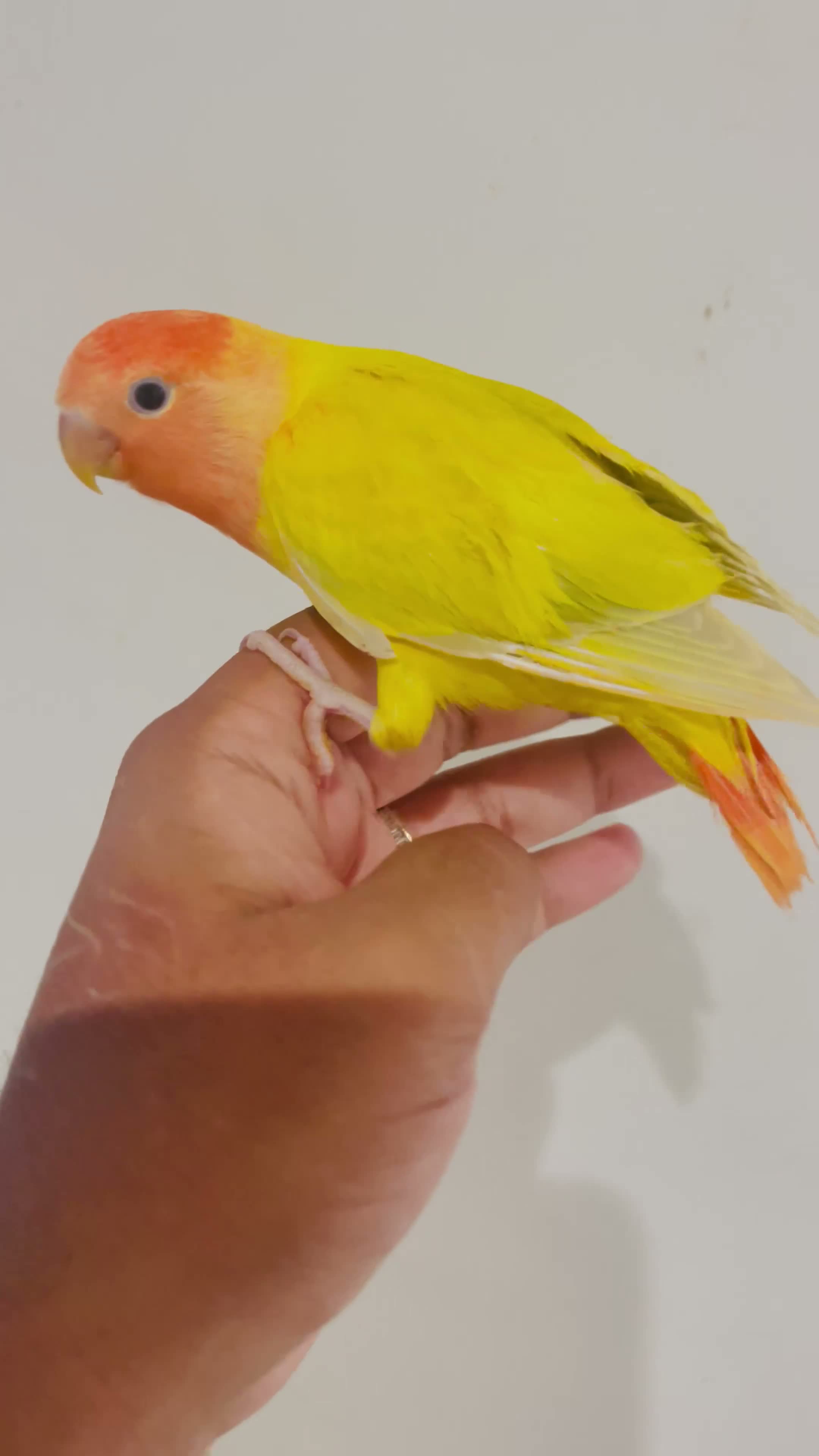 Lovebirds birds for sale: Hand reared lovebirds for sale  - Video 4
