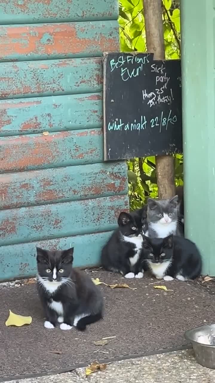 Mixed Breed cats for sale: Kitten ready for forever homes  in Brandon - Video 1