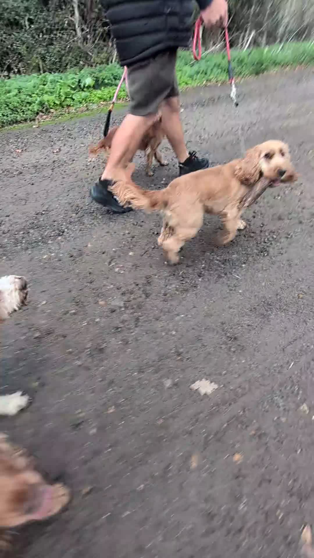Cocker Spaniel dogs for sale: Confident Experienced Dog Dad Required!  - Video 1