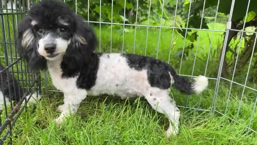 Poodle dogs for adoption: Zorro and Oreo: Two Little Souls Abandoned to Die - Video 1