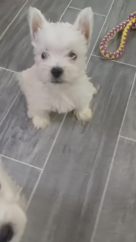 West Highland Terrier dogs for sale: Top import champion bred westies - Video 3