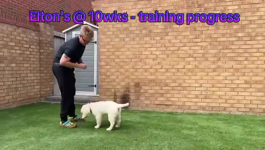 Golden Retriever dogs for sale: Stunning Puppies Ready Now (Updated pics) - Video 2