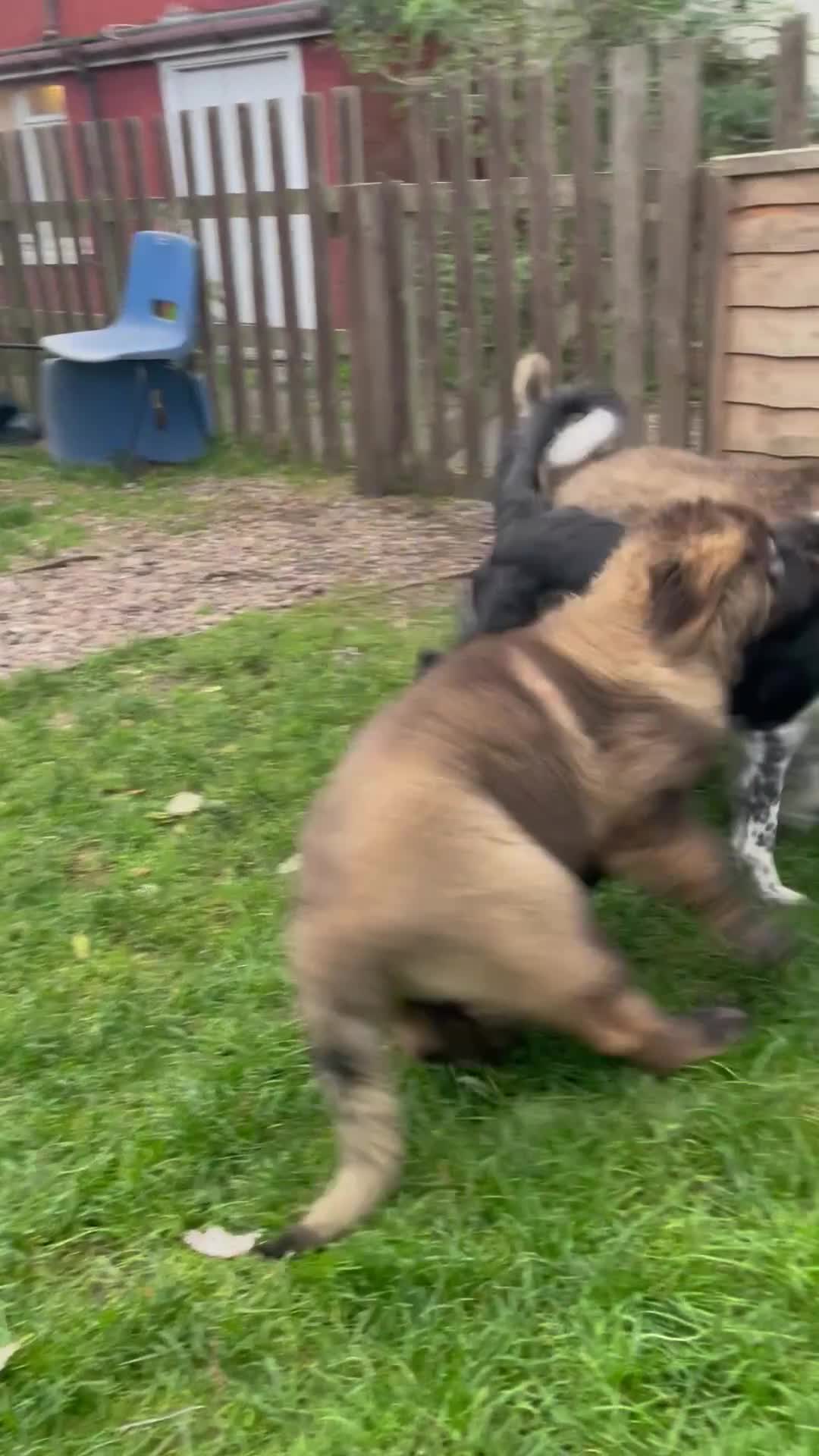 Caucasian Shepherd Dog dogs for sale: Beautiful girls of Caucasian Shepard  - Video 1