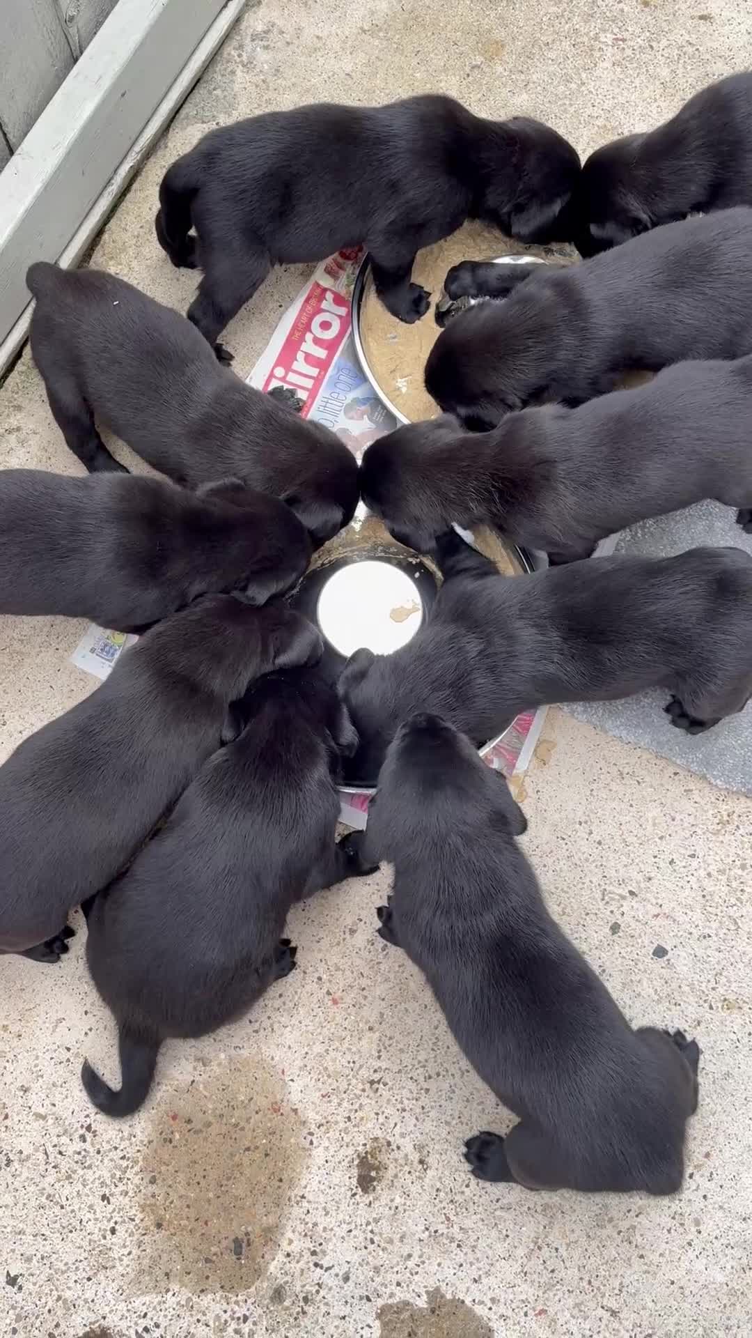 Labrador Retriever dogs for sale: Stunning Labrador KC Registered Puppies - Video 1