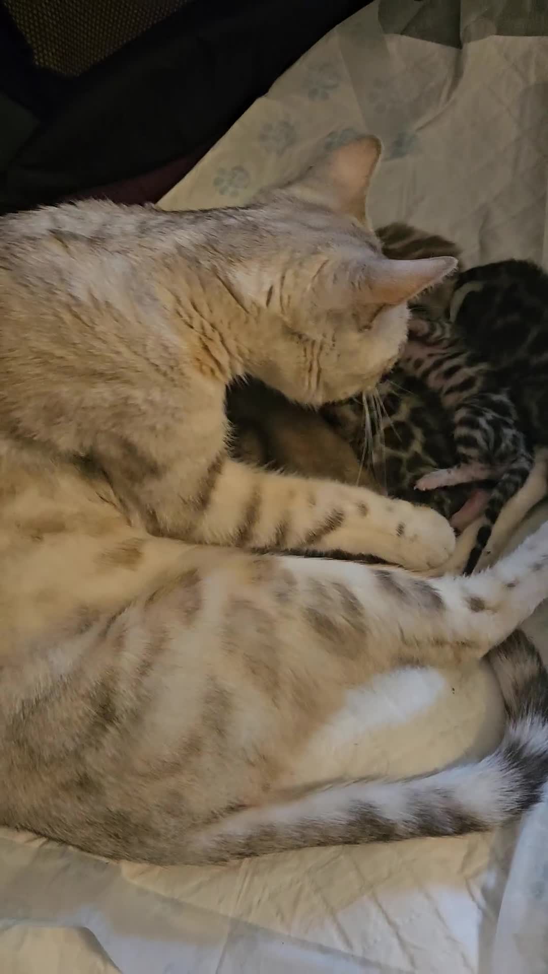 Bengal cats for sale: SHOW QUALITY BABIES  in Andover - Video 1
