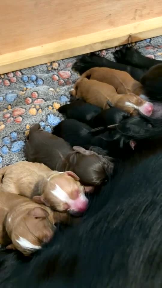 Cocker Spaniel dogs for sale: Working cocker spaniel puppy’s  in Newcastle - Video 1