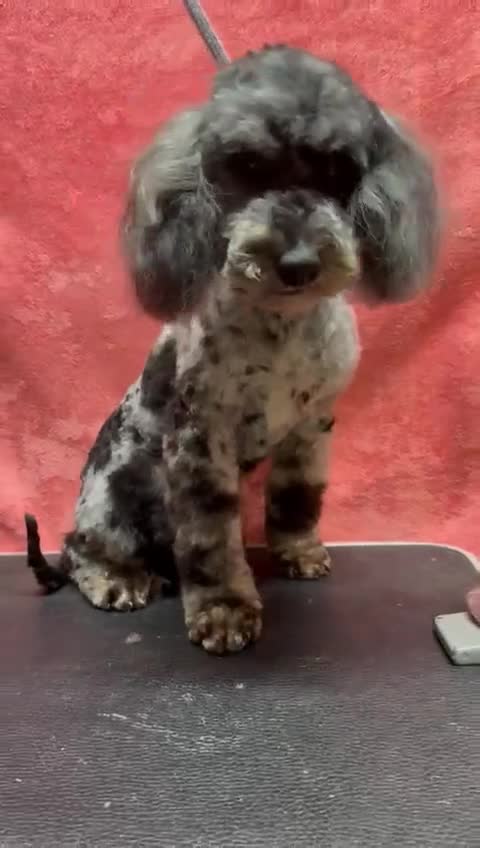Poodle dogs for adoption: Spots: The Poodle Who Was Left to Die - Video 2