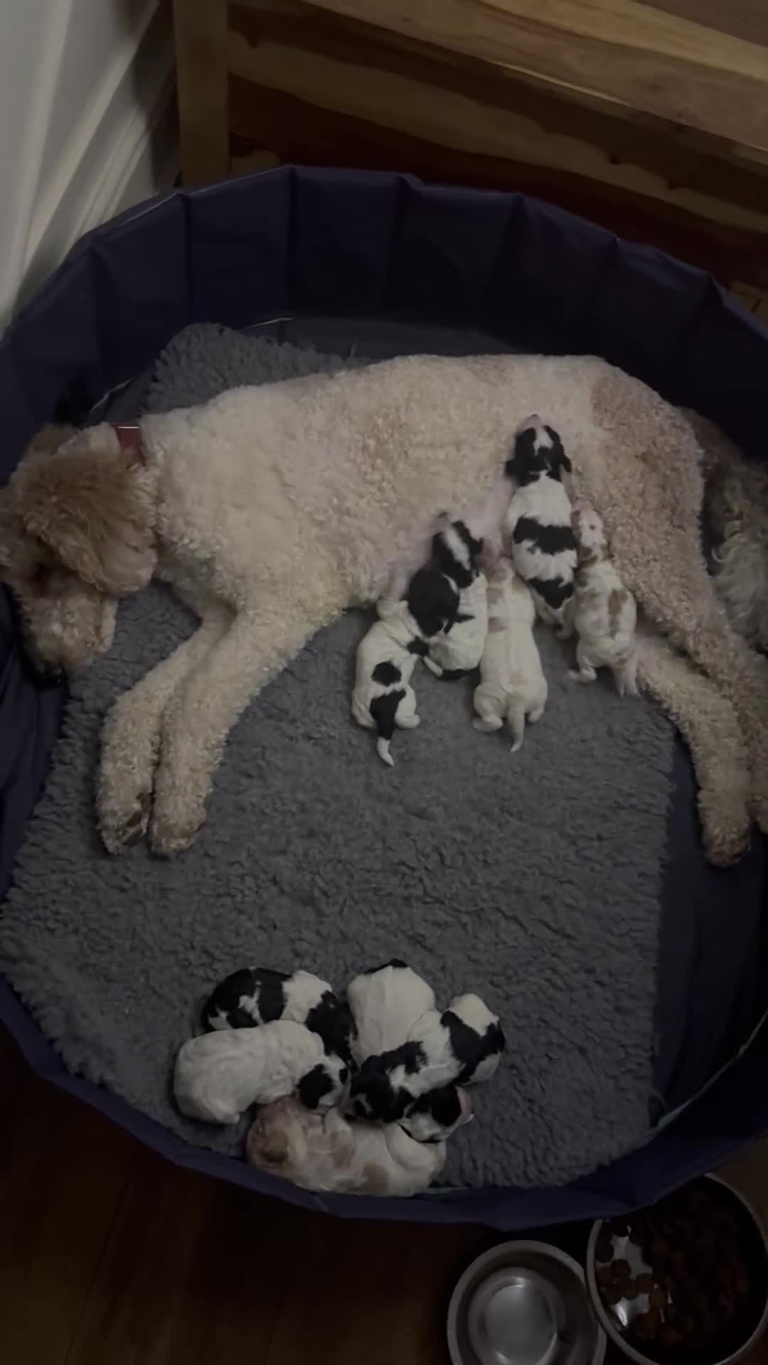 Cockapoo dogs for sale: PRICE REDUCED - READY NOW Chunky Parti Cockapoos in Milton Keynes - Video 2