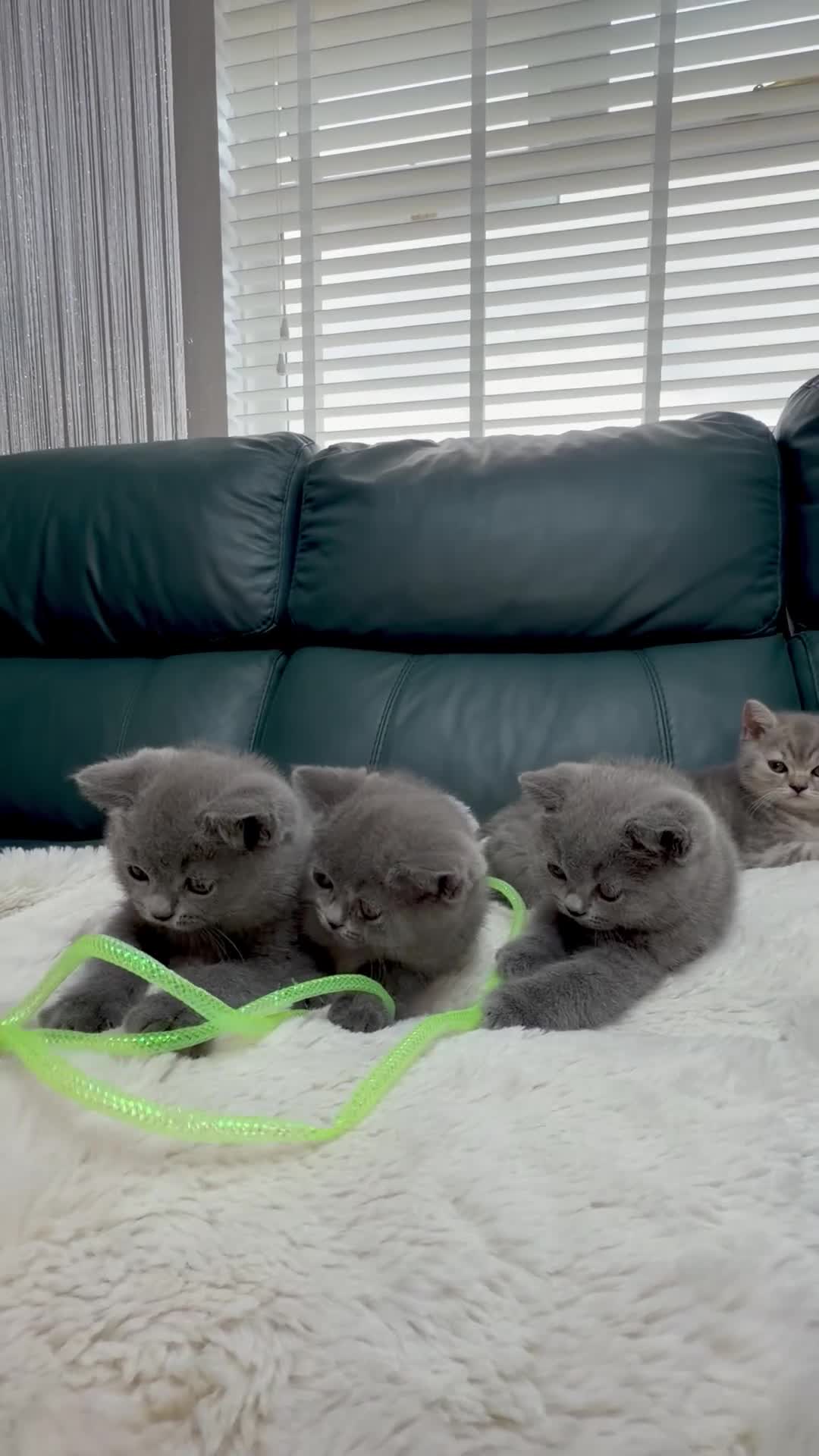 British Shorthair cats for sale: British shorthair ❤️❤️ Ready to go 🏡 - Video 1
