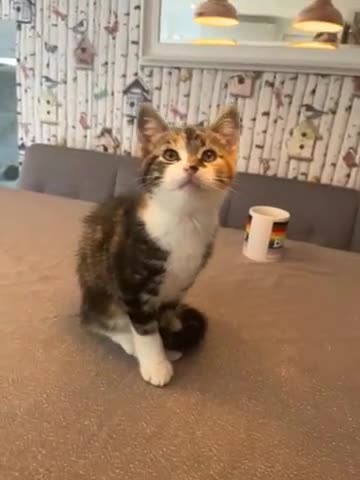 Mixed Breed cats for sale: 2 beautiful kittens full ginger and tortoise shell - Video 1