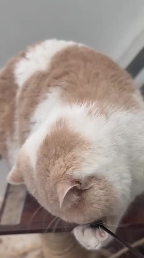 British Shorthair cats for stud: Gorgeous Cream Bi Colour British shorthair  - Video 1