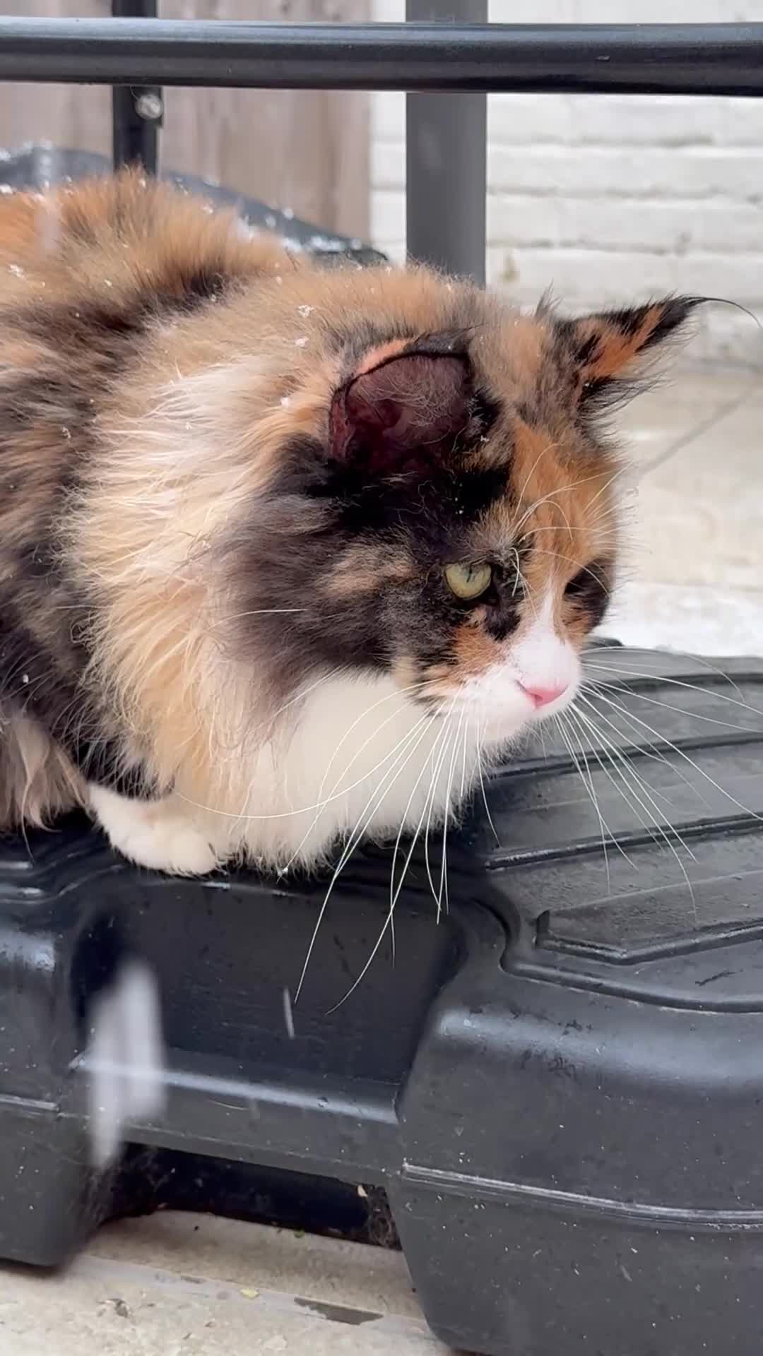 Maine Coon cats for sale: Beautiful TICA-Reg MaineCoon needs a Loving Home in London - Video 1