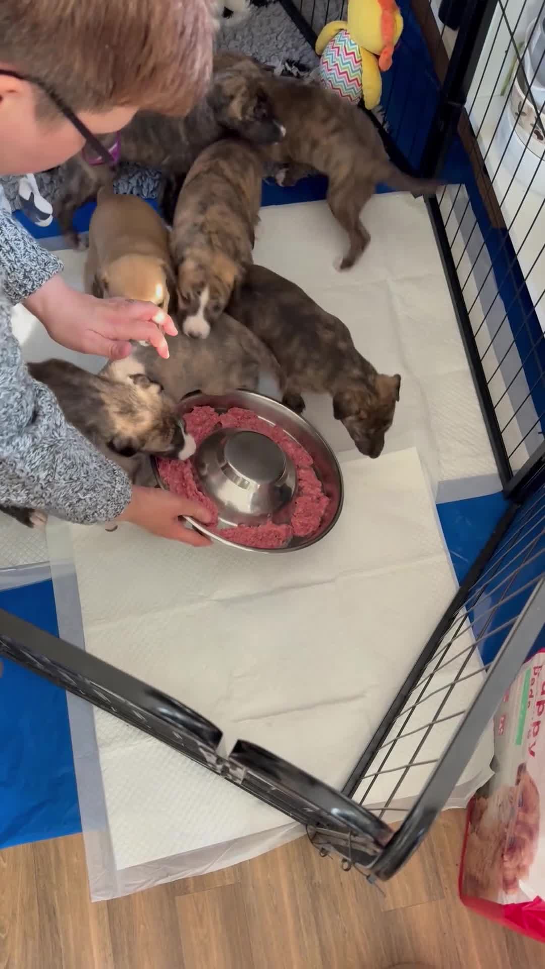 Mixed Breed dogs for sale: Deerhound x collie x bull x greyhound  - Video 1