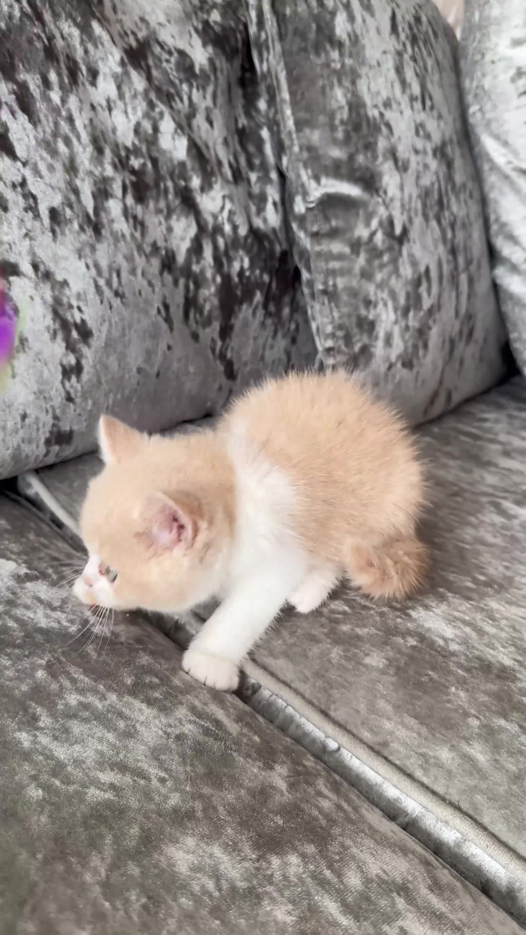 British Shorthair cats for sale: 🐻British Short Hair TICA REG LAST 1 AVAILABLE 🐻 - Video 2