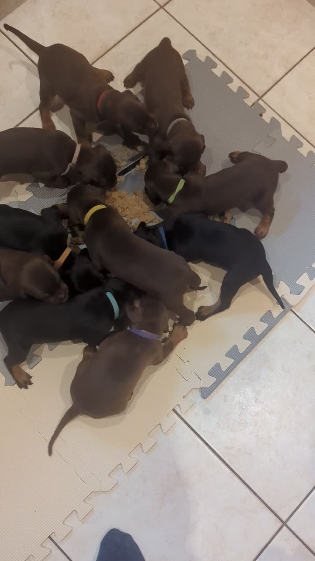 Dobermann dogs for sale: Stunning Dobermann puppies in Nottingham - Video 2
