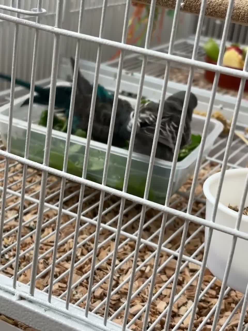 Budgerigars birds for sale: Bfbw budgie pair for sale with cage  - Video 1