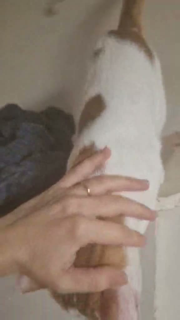 Mixed Breed cats for adoption: Sheba for adoption in Kidlington - Video 1