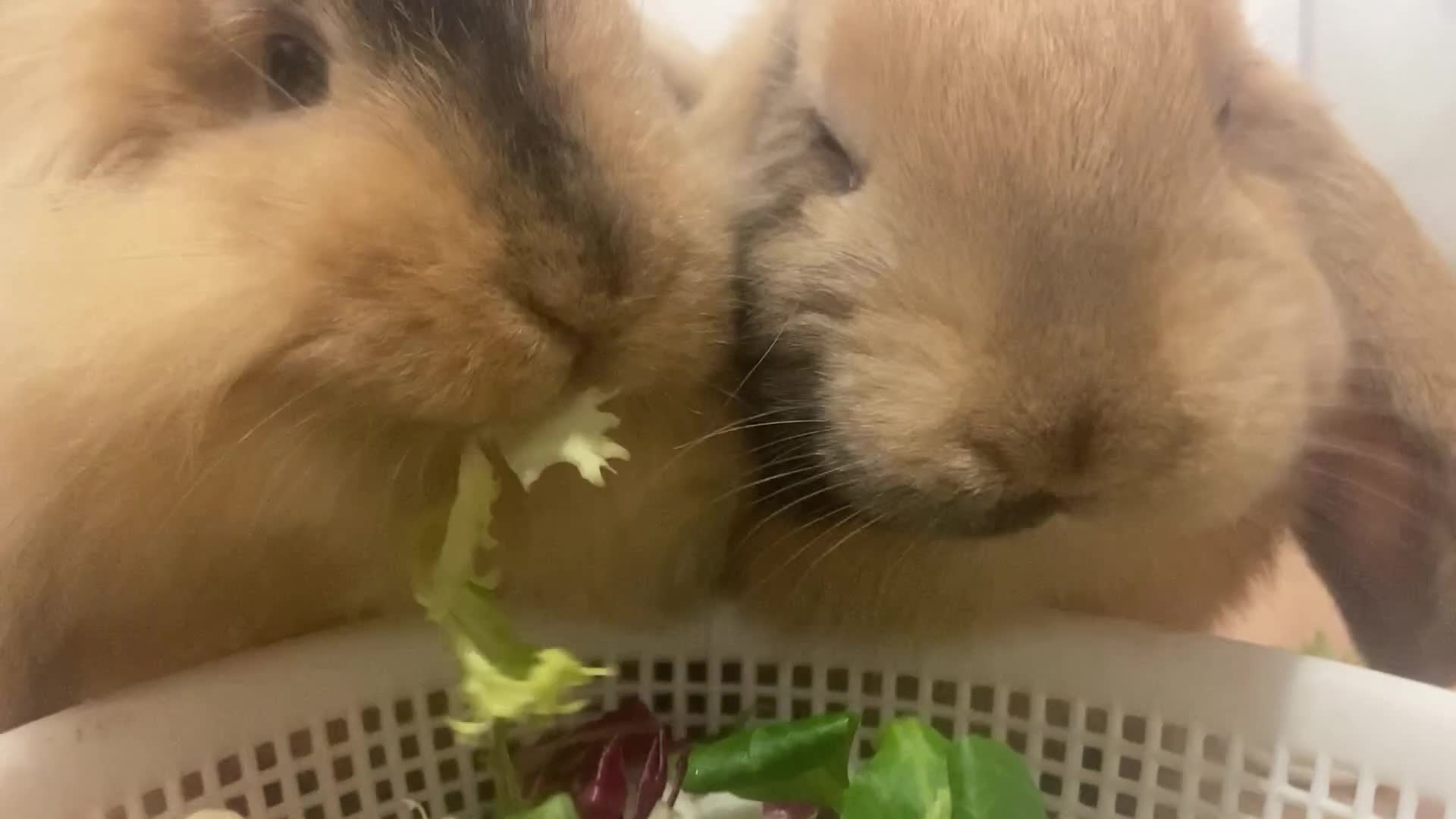 Mini Lop rabbits for sale: 2 boy Rabbits - Brothers  - Video 1