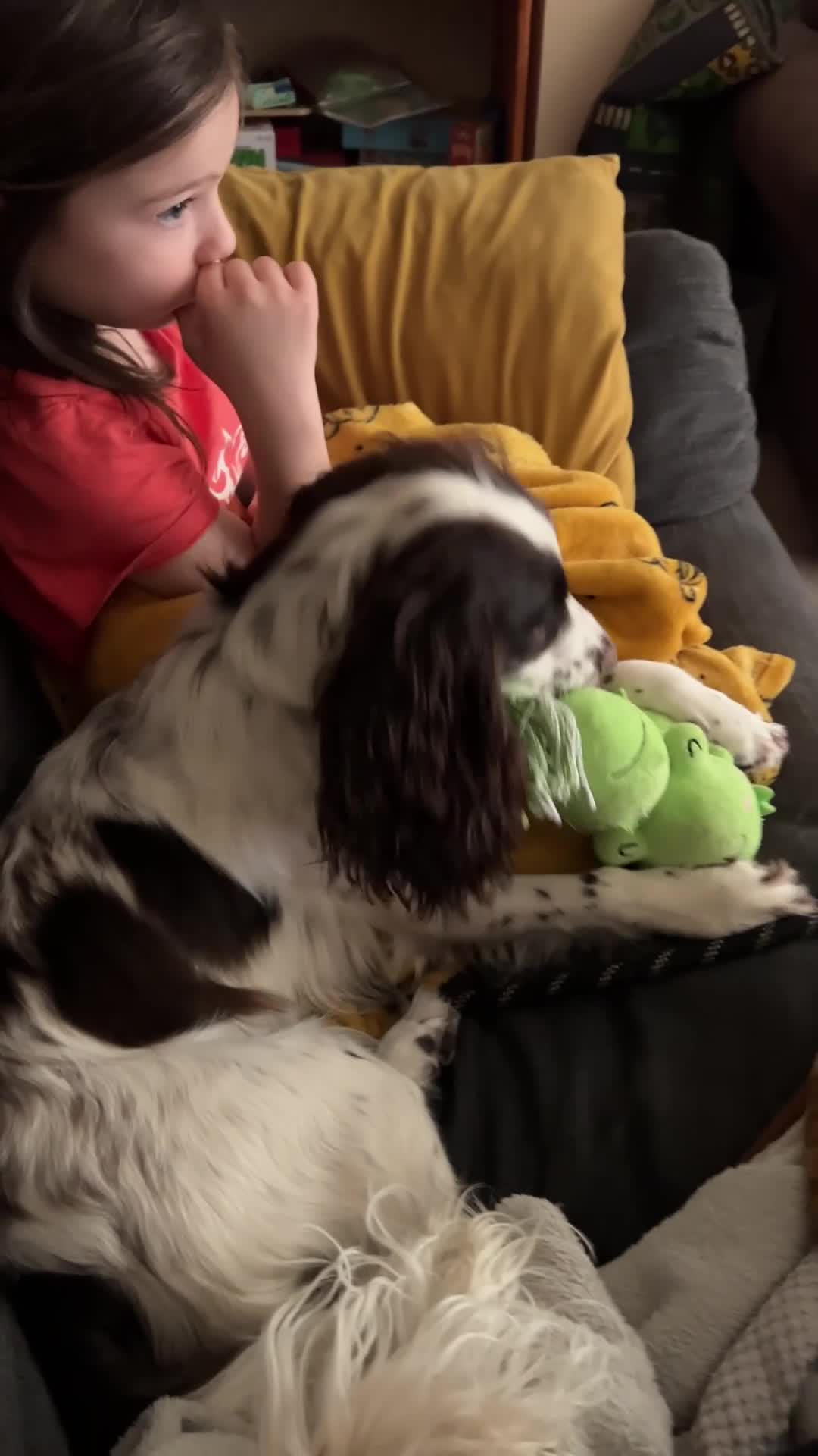 Cocker Spaniel dogs for sale: Cocker Spaniel needing a calmer home - Video 2