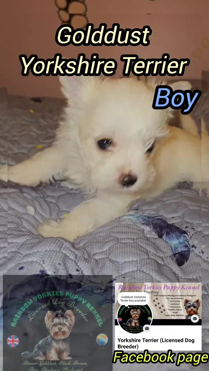 Yorkshire Terrier dogs for sale: Miniature Golddust Yorkshire Terrier (White-Gold)  - Video 3