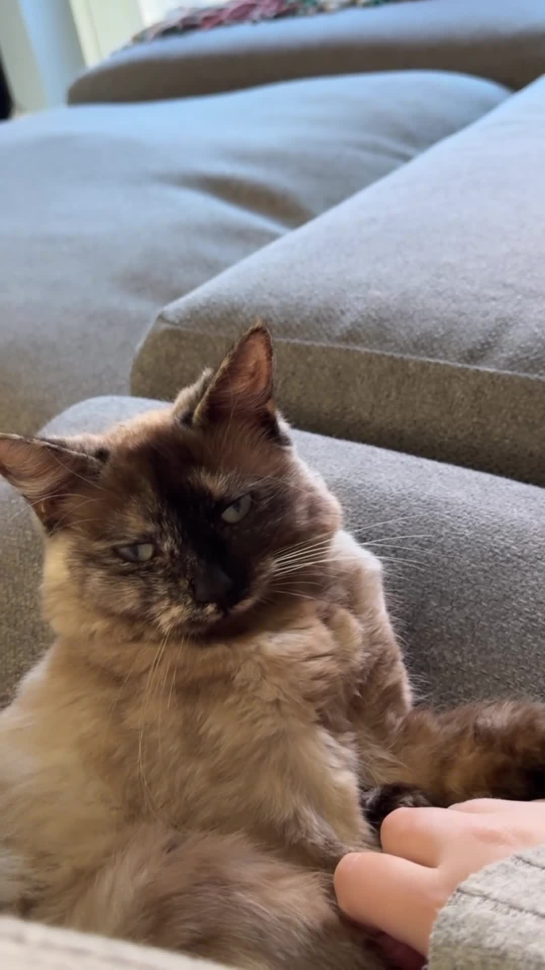 Ragdoll cats for sale: 2 year old beautiful ragdoll female  - Video 3