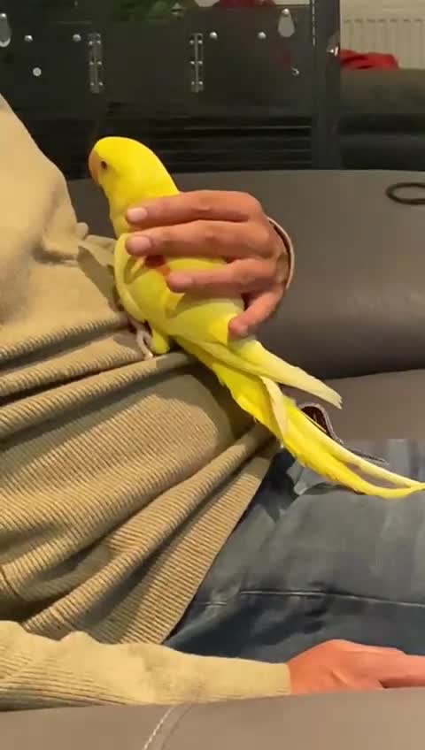 Parakeets birds for sale: HAND TAMED VERY RARE LUTINO ALEXANDRINE FOR SALE!! - Video 1