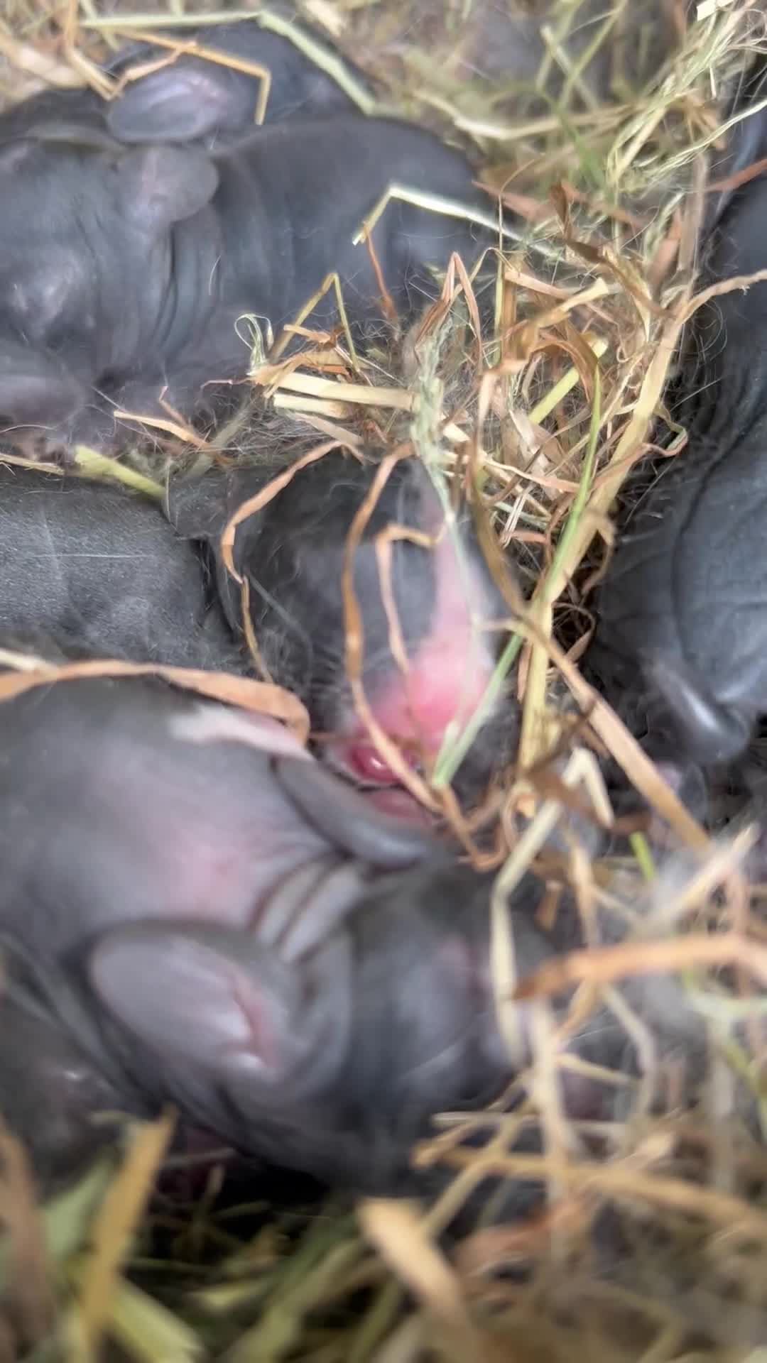 Mixed Breed rabbits for sale: Adorable baby bunnies black and white  in Newport Pagnell - Video 1