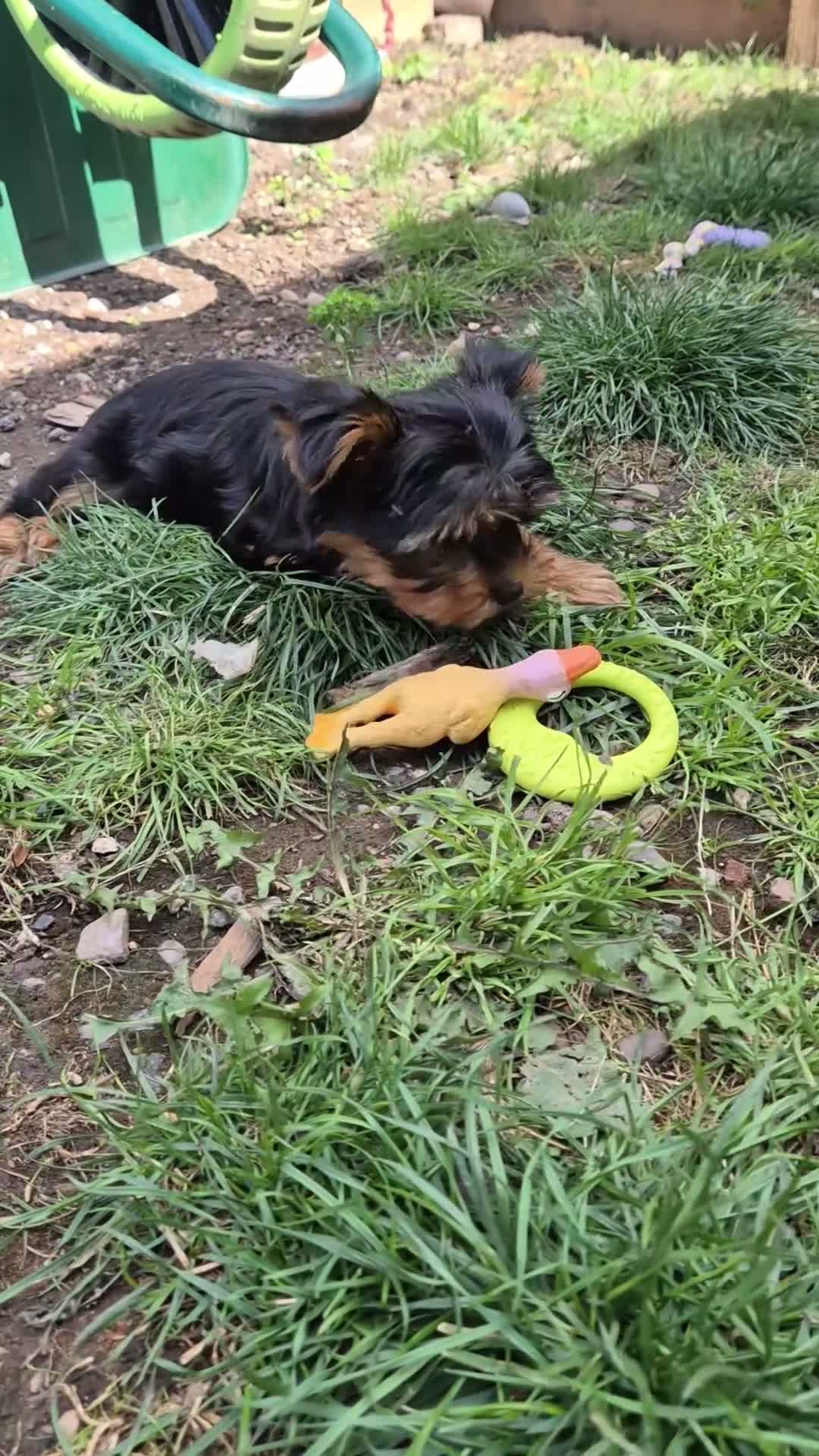 Yorkshire Terrier dogs for sale: 🐾 Beautiful Yorkshire Terrier Girls - Video 3