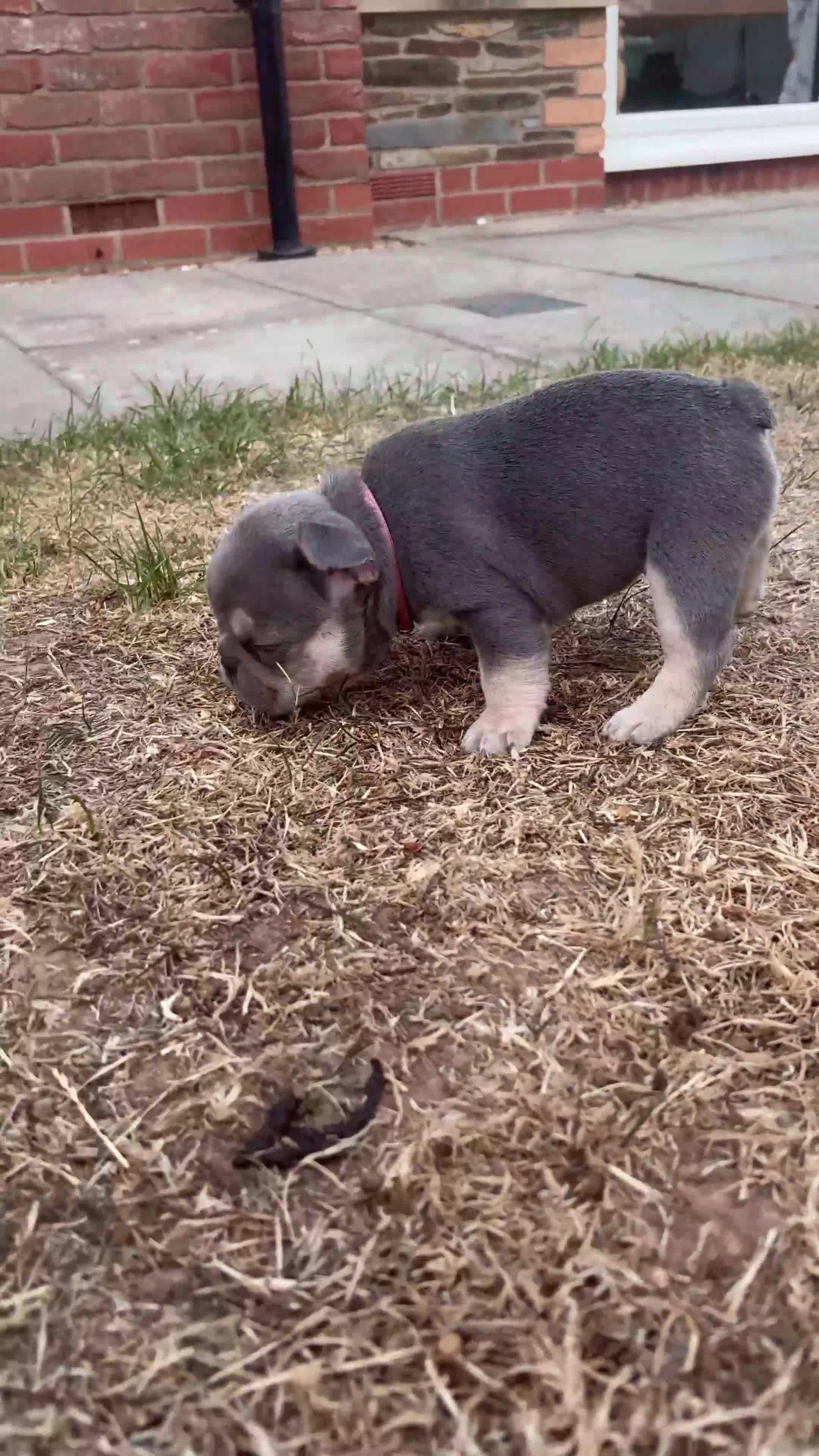 French Bulldog dogs for sale: open to offers for the right home for our babies - Video 2