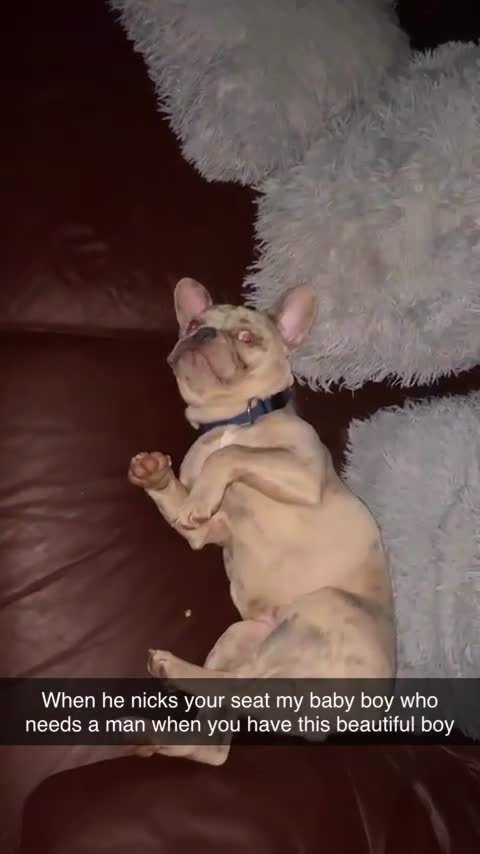 French Bulldog dogs for sale: Male merl French bulldog  in Plymouth - Video 1