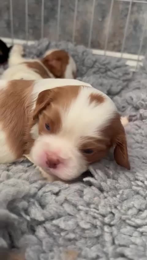 Cavalier King Charles Spaniel dogs for sale: Chocolate Kc reg cavalier King Charles - Video 1