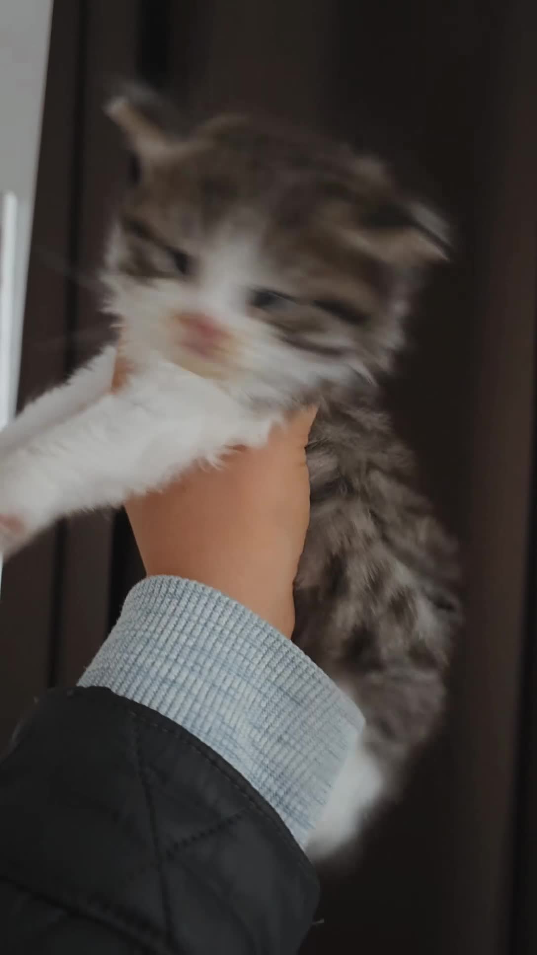 British Shorthair cats for sale: 3/4 BLH BOY - Video 1