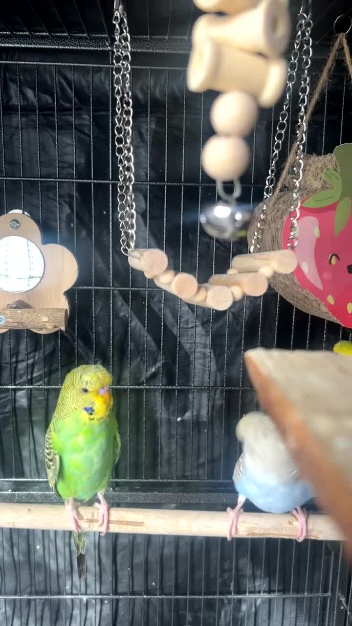 Budgerigars birds for sale: Mixed budgies for sale - Video 1