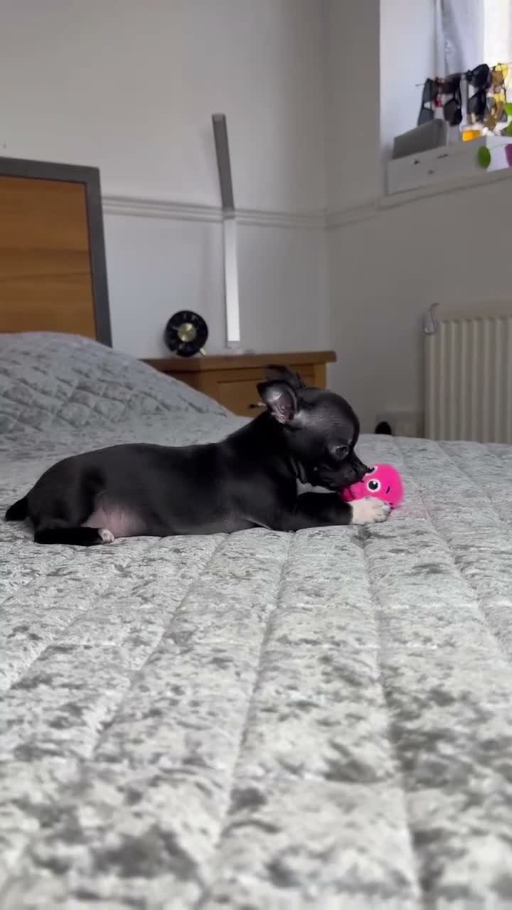 Chihuahua dogs for sale: Beautiful Black Chihuahua Girl Central London - Video 3