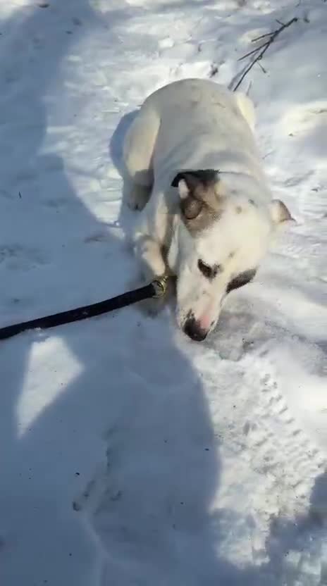 Mixed Breed dogs for adoption: ❤️PLIAMKA❤️8.5-month-old loving and playful girl in Oxford - Video 2