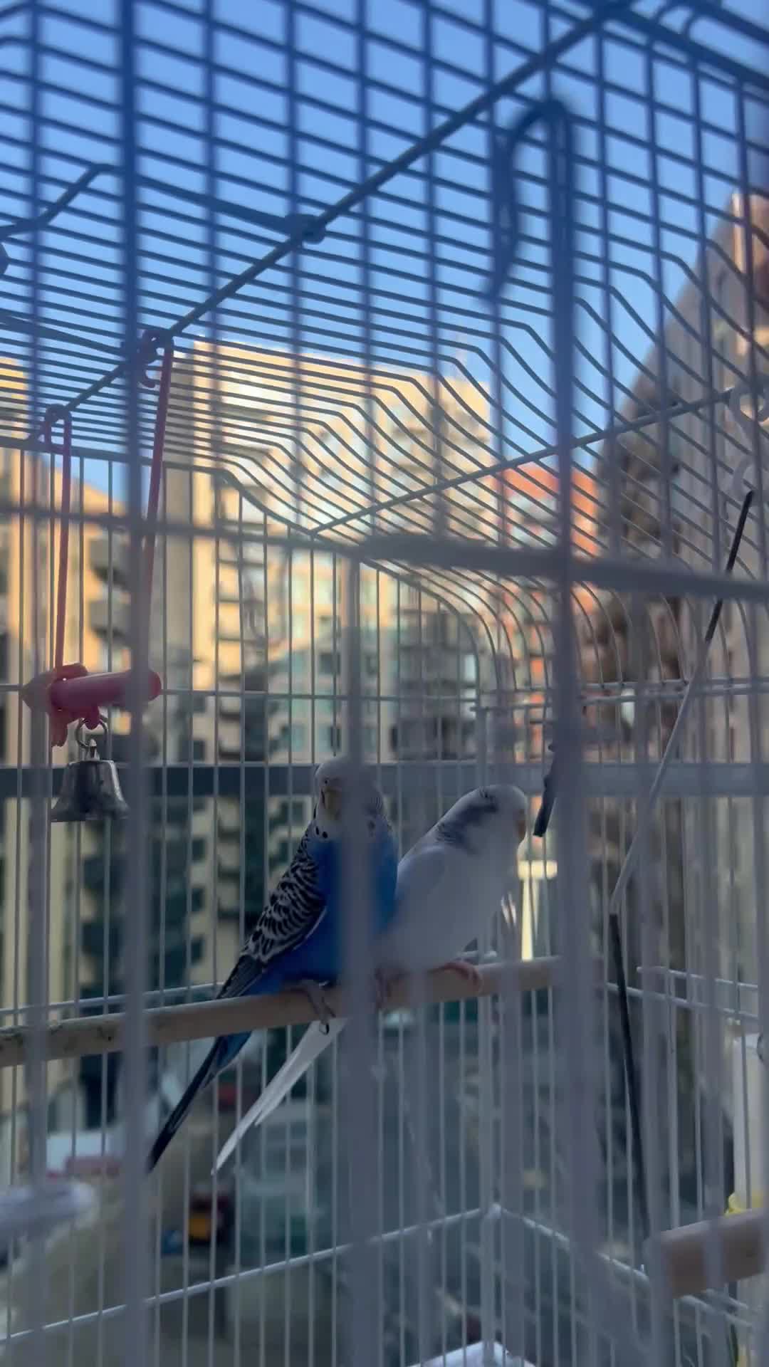 Budgerigars birds for sale: Birds - Video 2