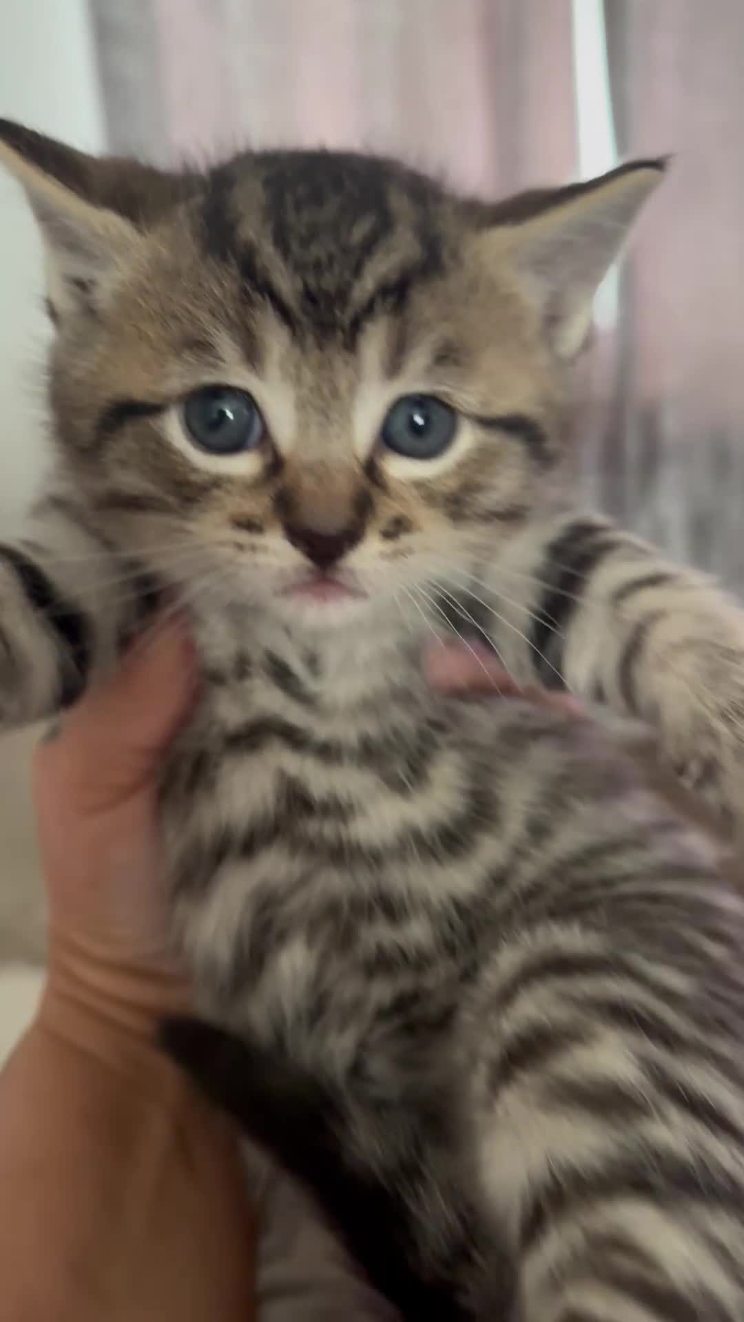 Mixed Breed cats for sale: Kitten  - Video 1