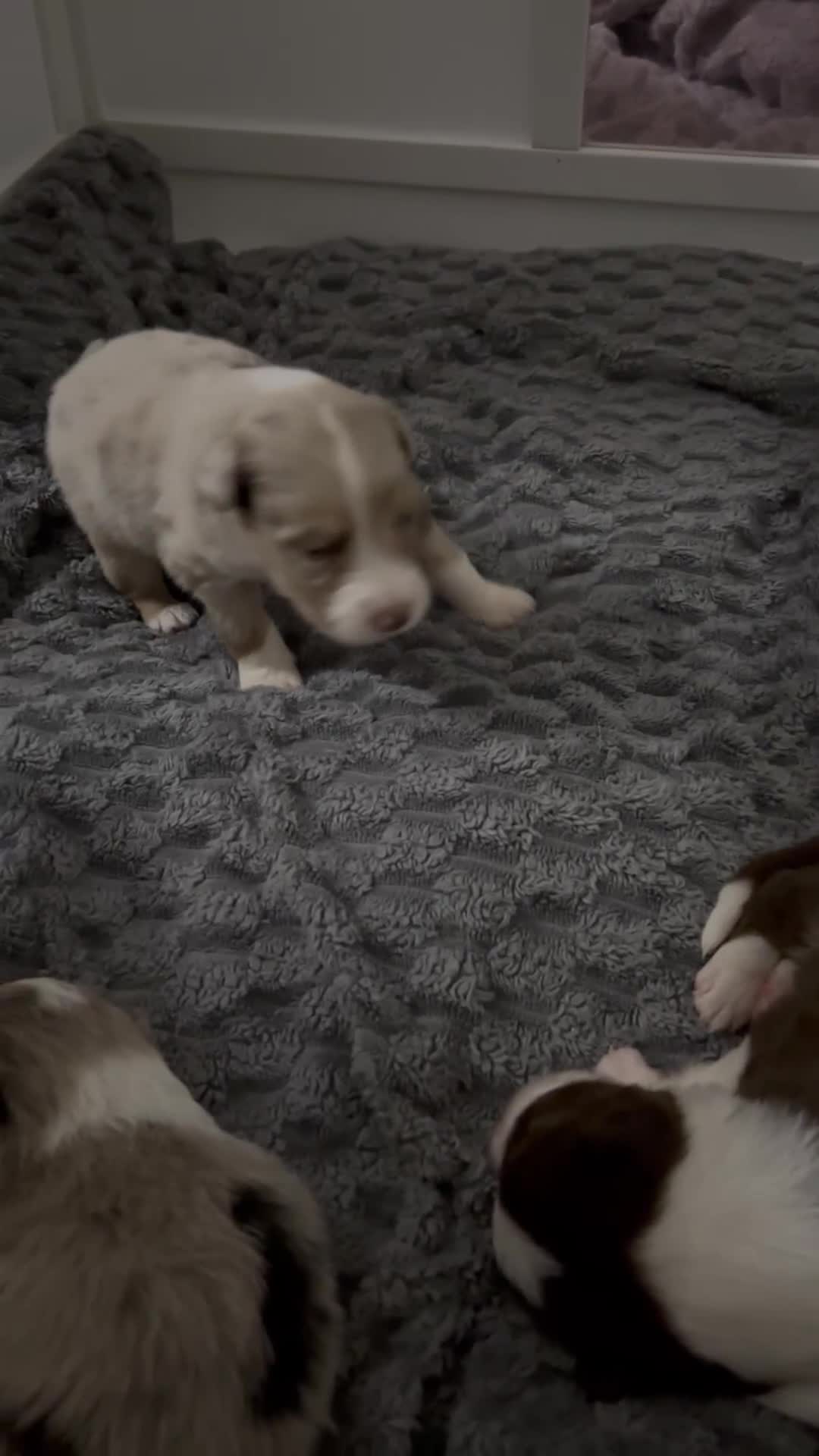 Border Collie dogs for sale: Beautiful litter of 7 Border Collies  in Manchester - Video 1