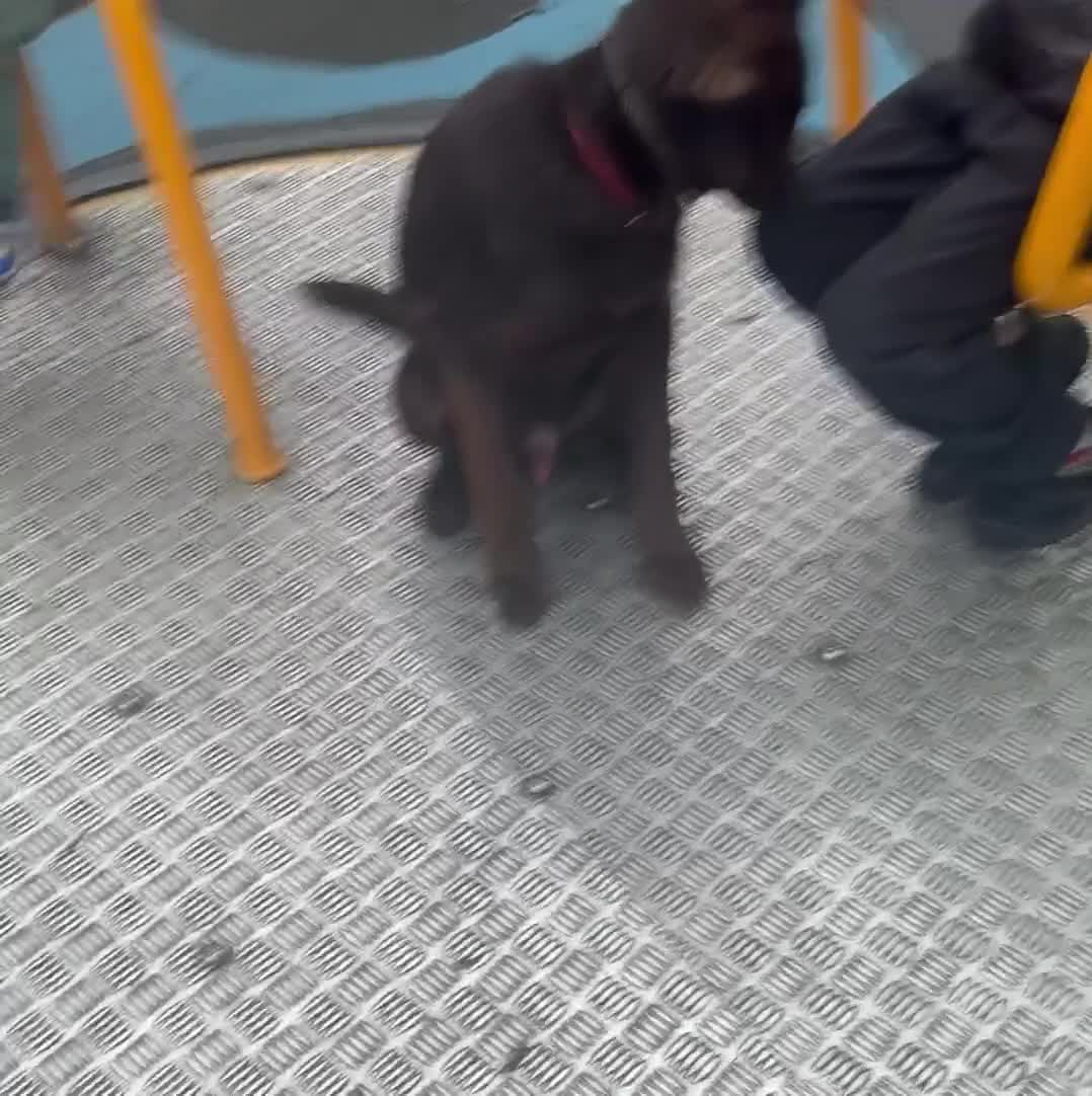 German Shepherd dogs for sale: Liver & Tan German Shepherd Young, Male, Trained  - Video 2