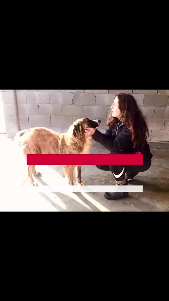 Mixed Breed dogs for adoption: Kiki, 6 yrs approx. Reserved STC. - Video 2